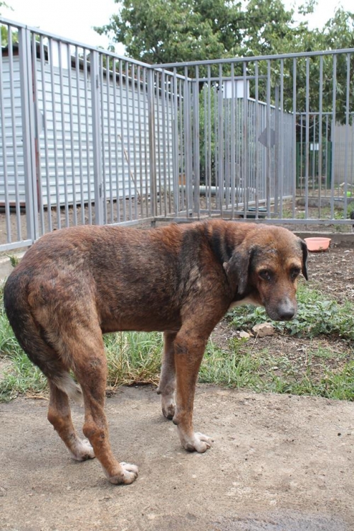 მეტისი უსახელო