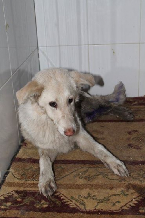 მეტისი შარიკა