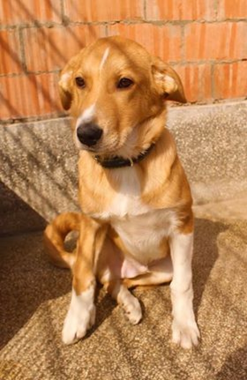 მეტისი მაქსი