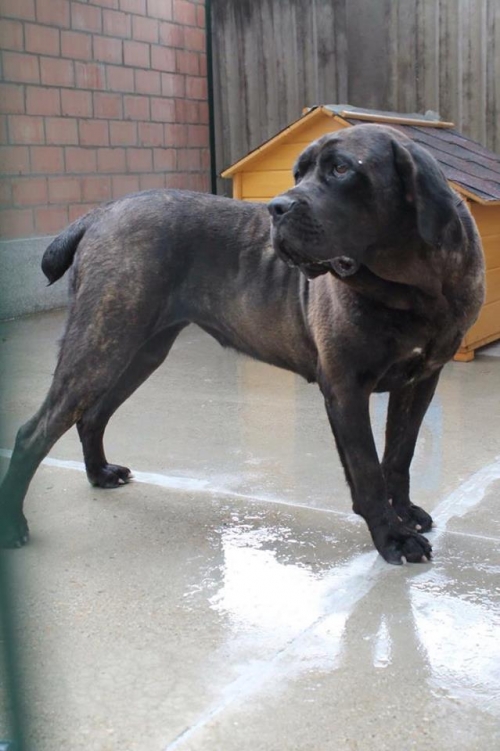 კანე კორსო დეზი