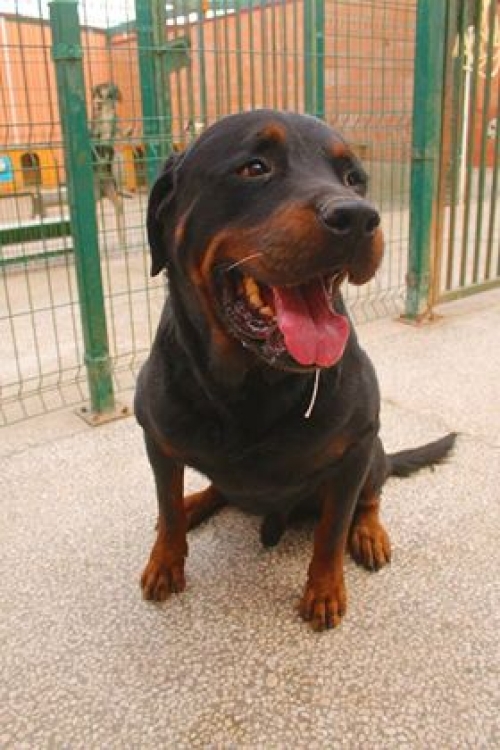 როტვეილერი უსახელო