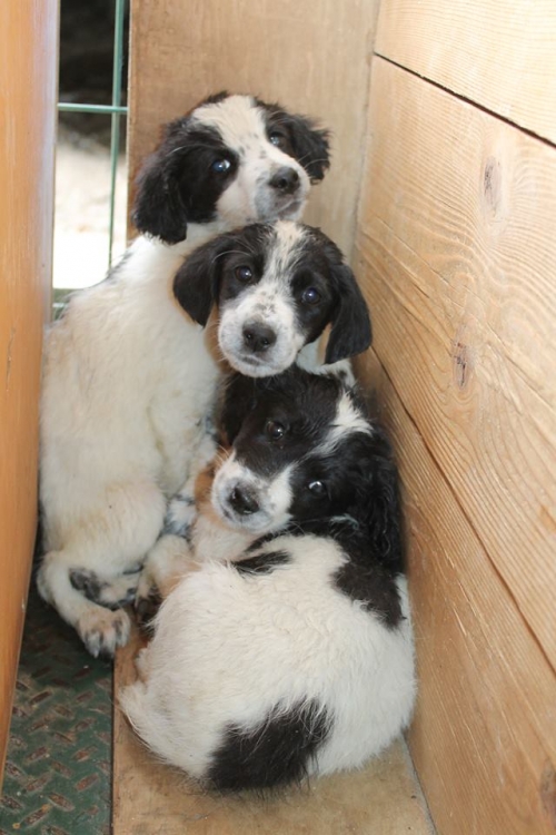 სეტერის მეტისი უსახელო