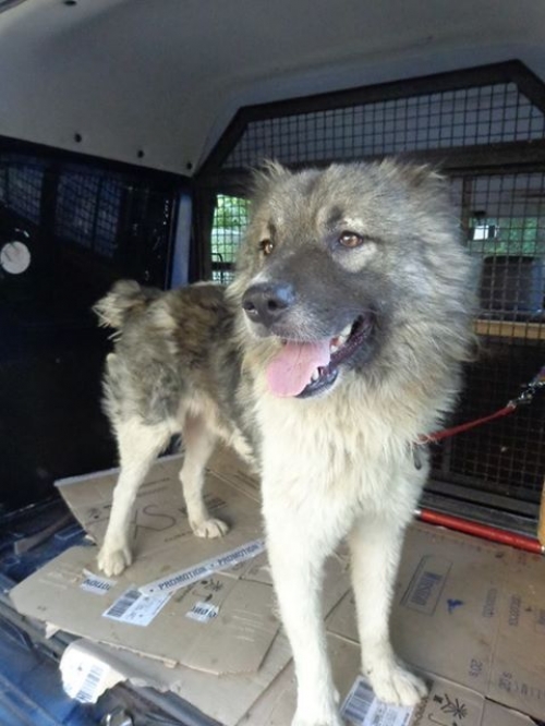 ქართული ქოფაკი ბომბორა