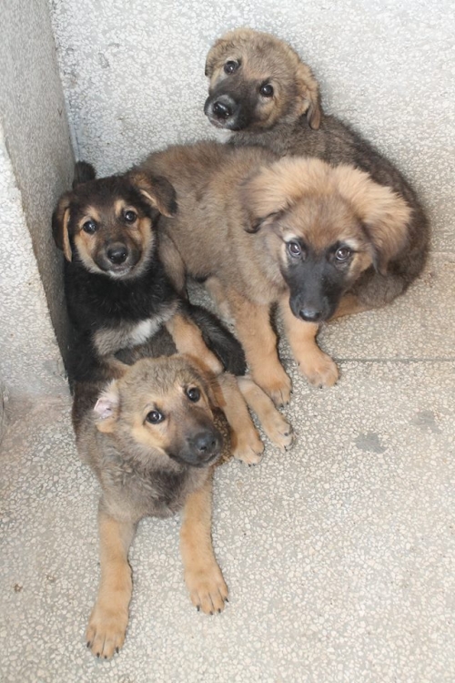 ქართული ქოფაკი უსახელო