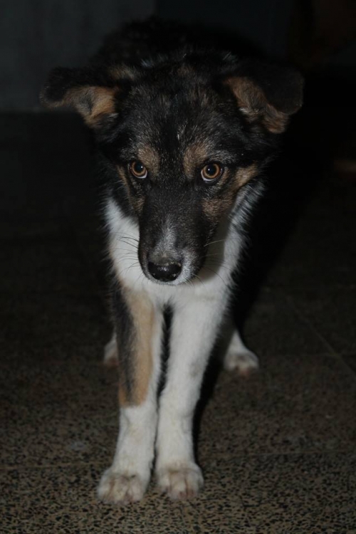 მეტისი უსახელო