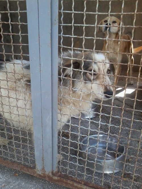 მეტისი უსახელო