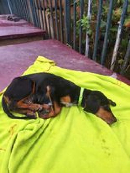 მეტისი ჯეკო