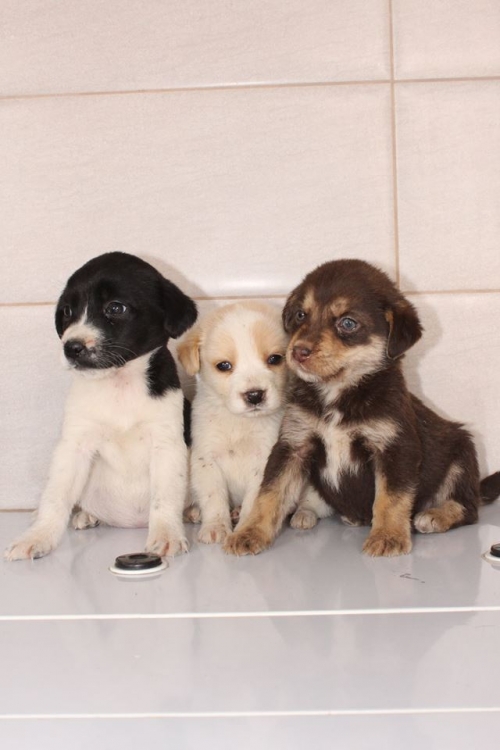 მეტისის ლეკვები უსახელო