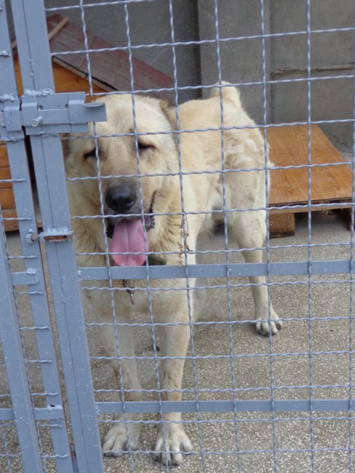 ქართული ნაგაზი უცნობი