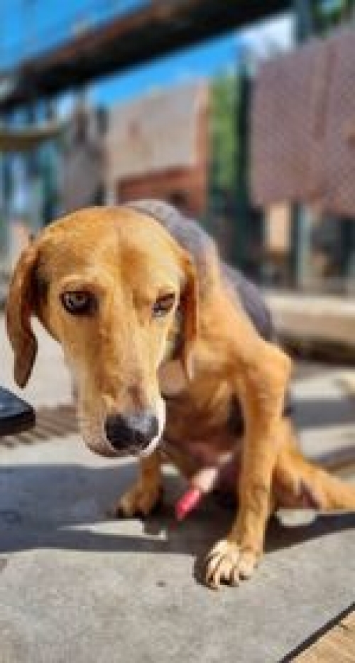 მეტისი ეთუნა კაპამაძე ჩააბარა