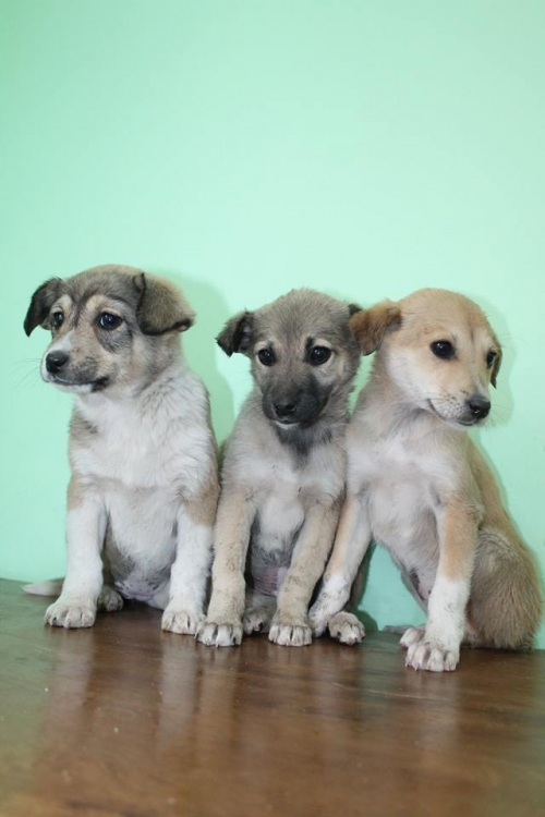 მეტისის ლეკვები უსახელო