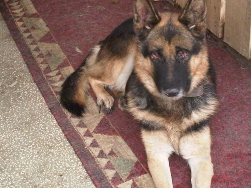 გერმანული ნაგაზი ჯეკა