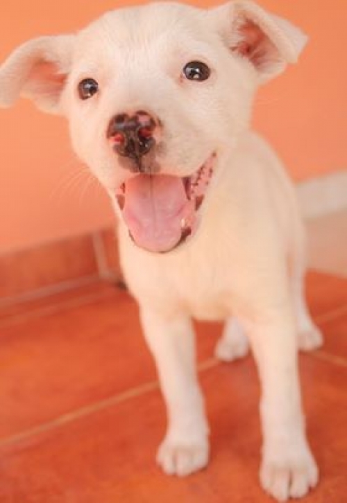 მეტისი უსახელო