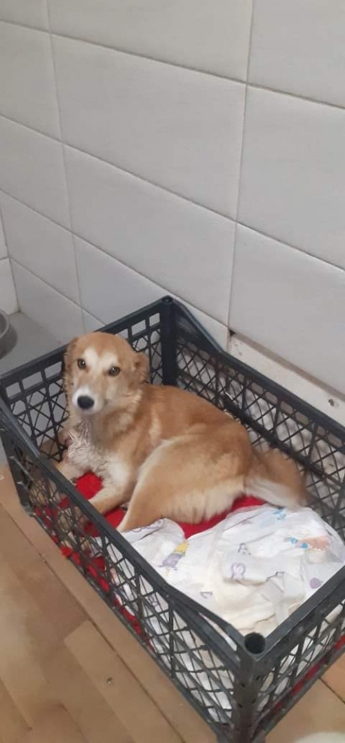 მეტისი უსახელო