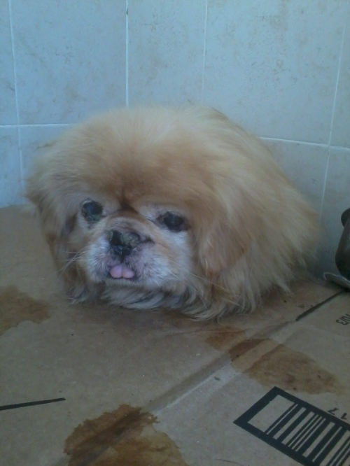 პეკინესი უცნობი