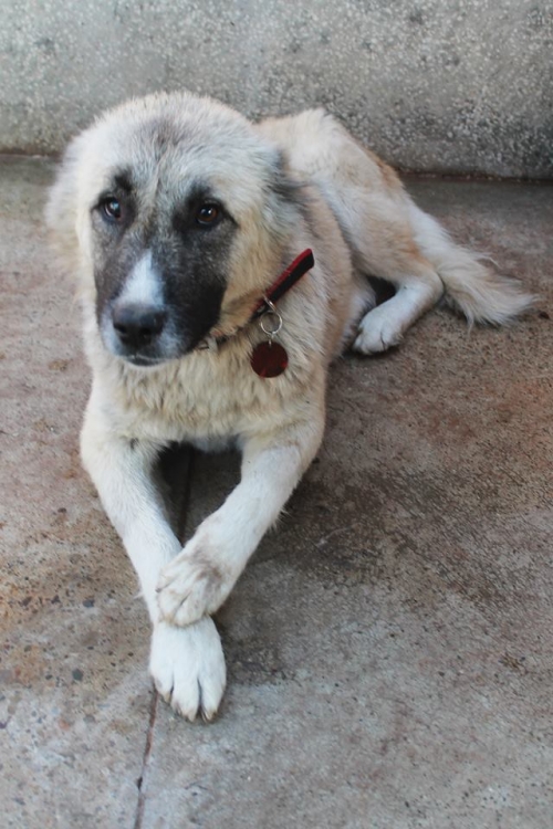 ქართული ქოფაკი იუკი