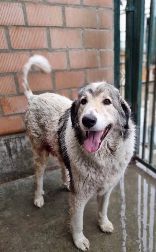 ქართული ქოფაკი ავჭალა