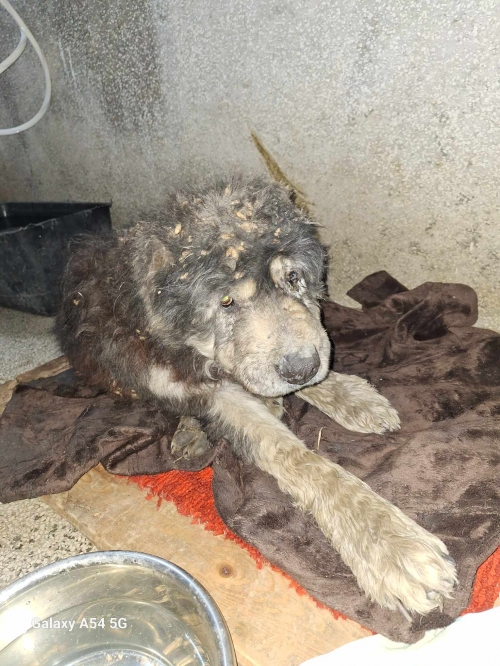 ქართული ქოფაკი კუმისი