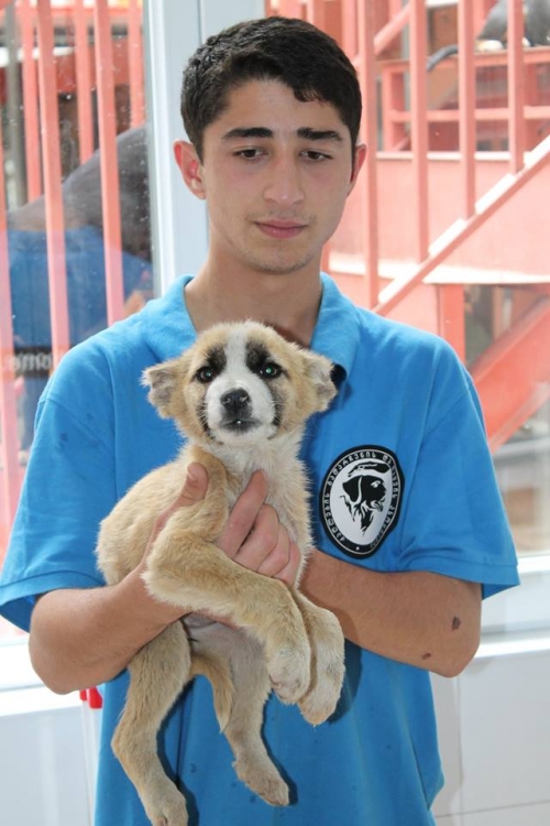 მეტისი უსახელო