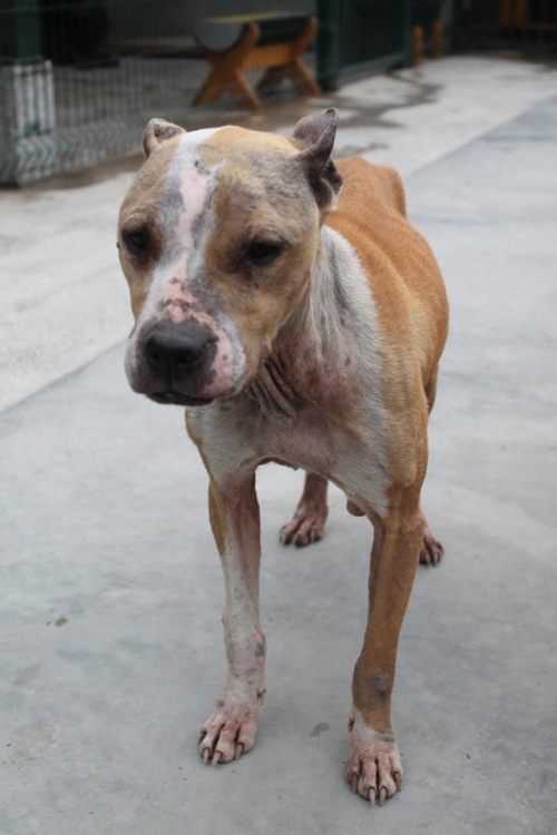 პიტი უსახელო