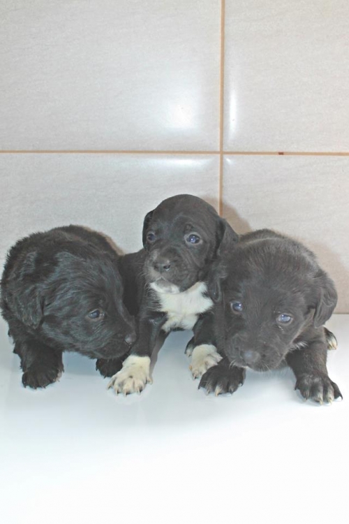 მეტისის ლეკვები უსახელო