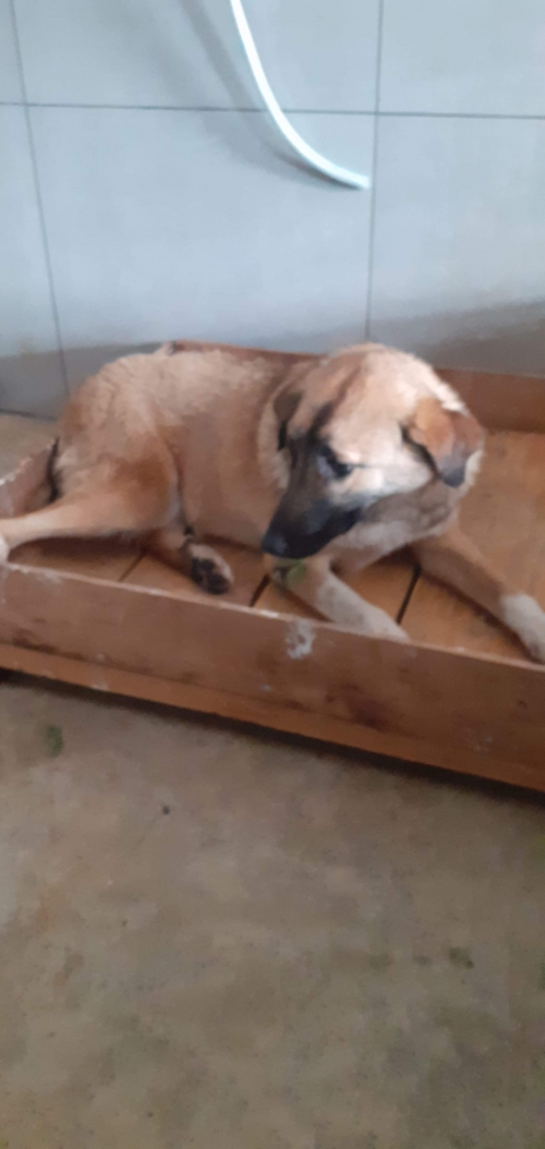 მეტისი უსახელო