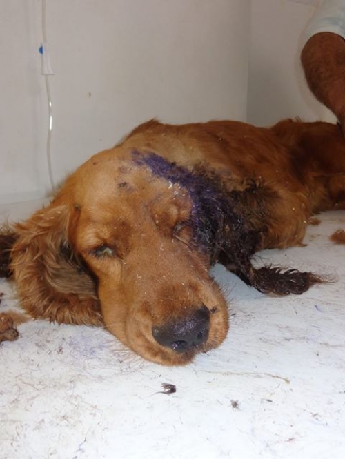 კოკერსპანიელი უასხელო