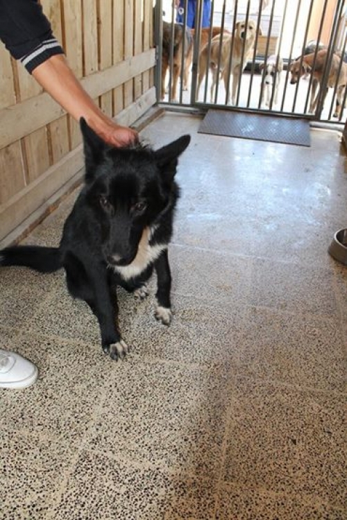 რუსულ-ევროპული ლაიკა უსახელო