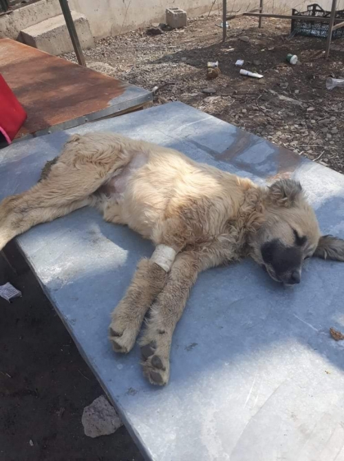 მეტისი დიდოღომი.მირიამეფის ქჩ.