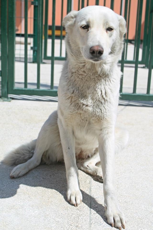 ლაიკის მეტისი უსახელო