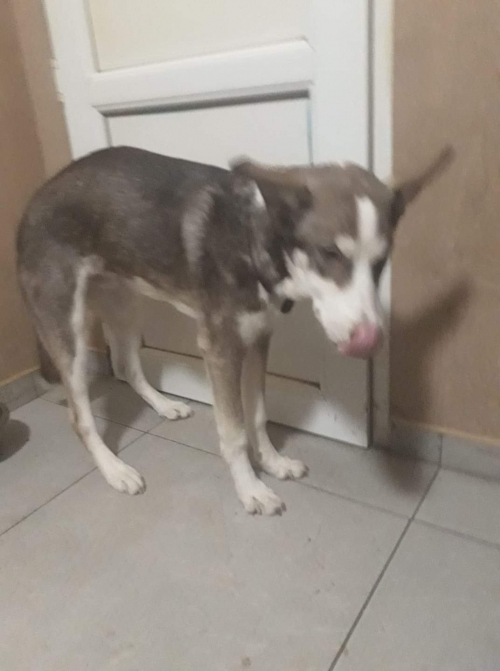 ლაიკა უსახელო