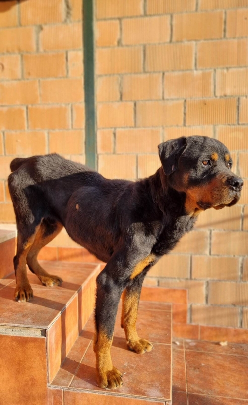 როტვეილერი წალკა