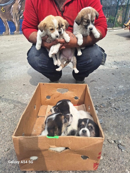 ქართული ქოფაკი დიღომი ქალაქის სასამართლოს შენობის გვერძე იპოვეს