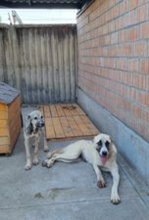 ქართული ნაგაზი მარნეული