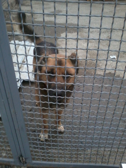 ქართული ქოფაკი ბასარა