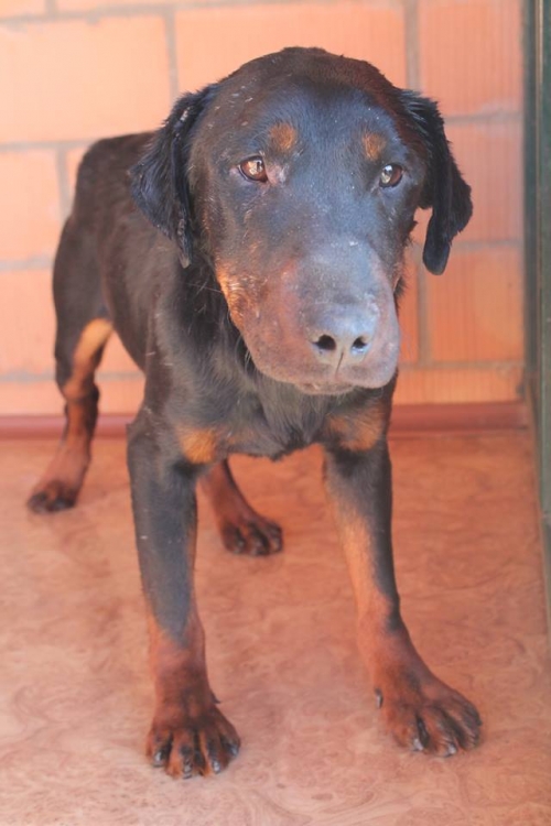 იაქტერიერი ბინგო