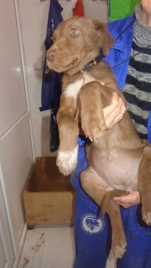 ლაბრადორის მეტისი უცნობი