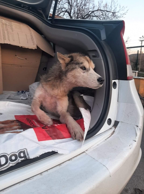 ლაიკა ოზურგეთი