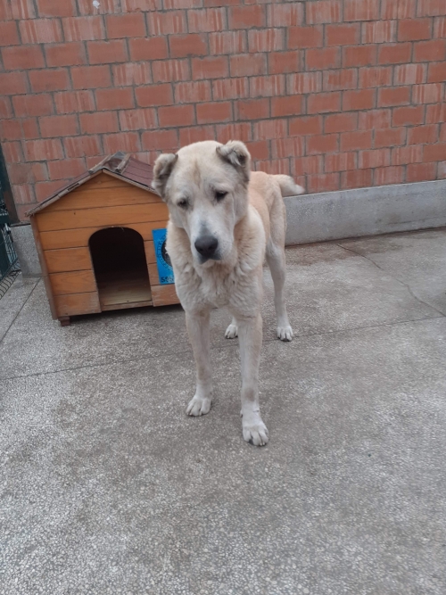 ქართული ნაგაზი უსახელო