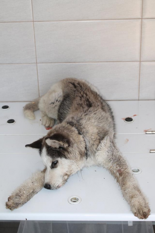 ლაიკა ლაკი