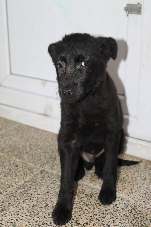 მეტისი უსახელო