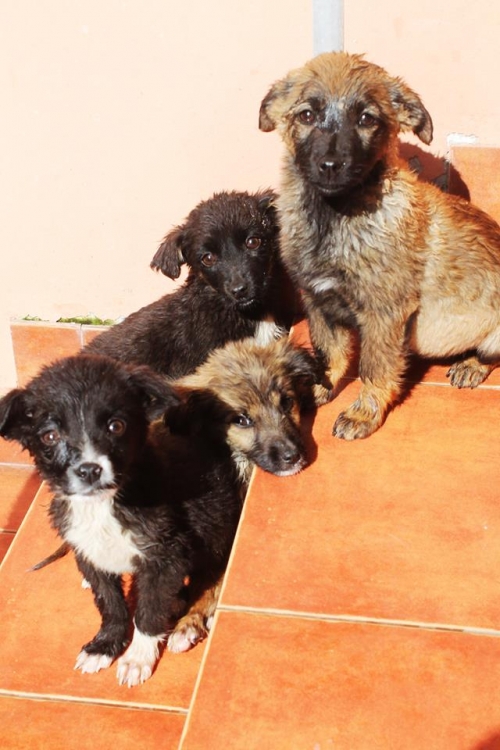 მეტისის ლეკვები უსახელო