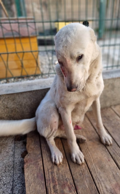 ქართული ქოფაკი საჩხერე