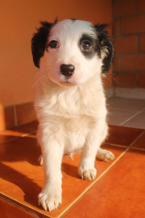 მეტისი უსახელო