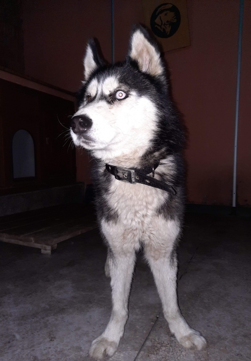 ლაიკა ვარკეთილი