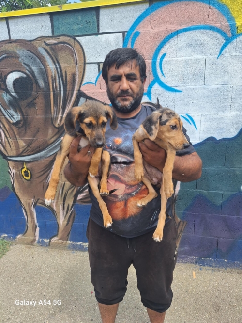 მეტისი ნათია ბერიძის კლინიკიდან მოყვანილი ლეკვები