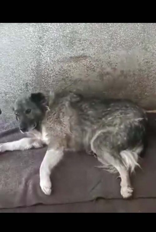 მეტისი ნერონ. ვარკეთილ 3. მე 4 მკ