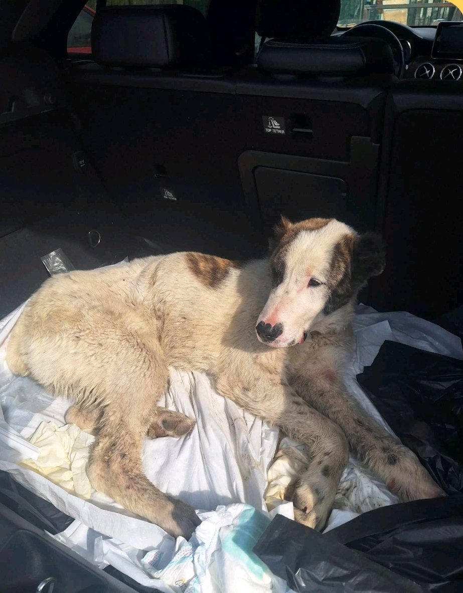 ქართული ნაგაზი. რუსთავი