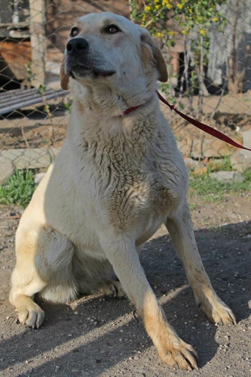 მეტისი უსახელო