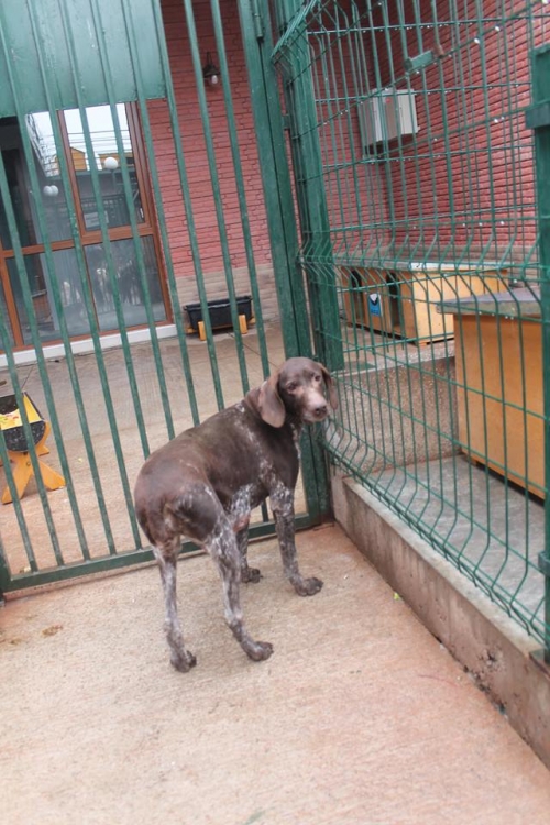 კურცხაარი ჯესი